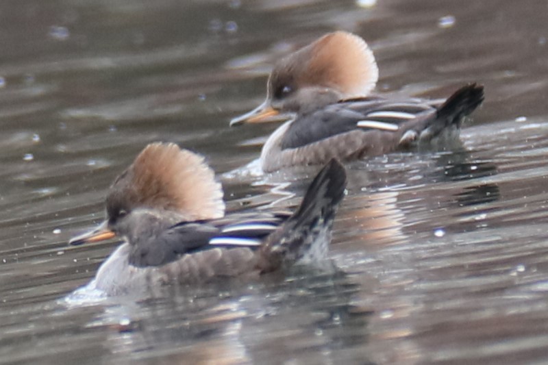 Hooded Merganser - ML626575710