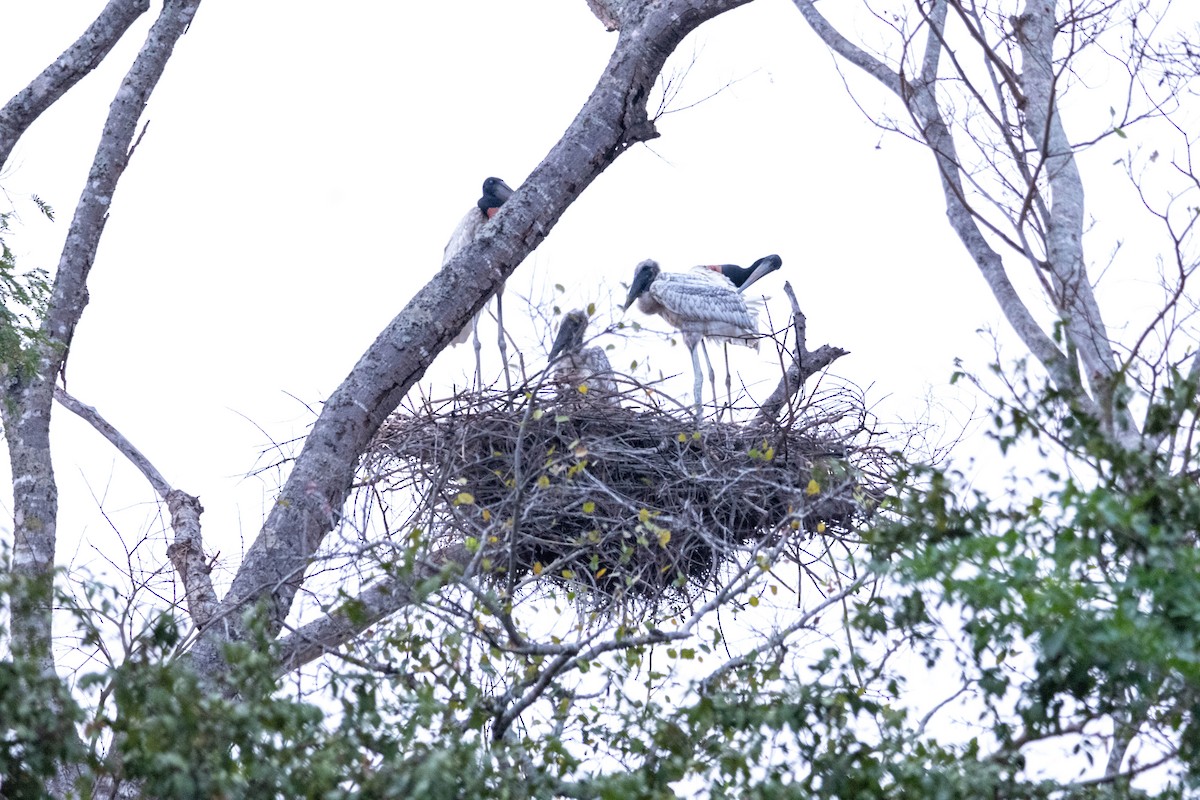 Jabiru - ML626575962