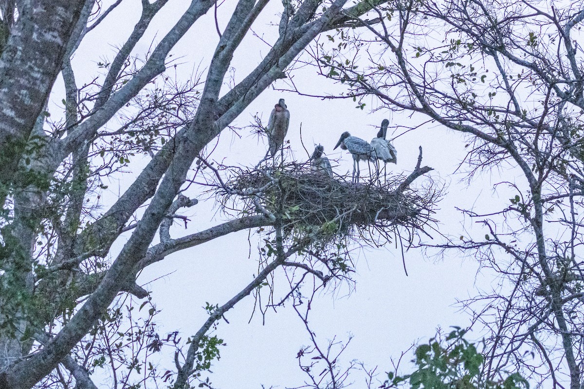 Jabiru - ML626575964