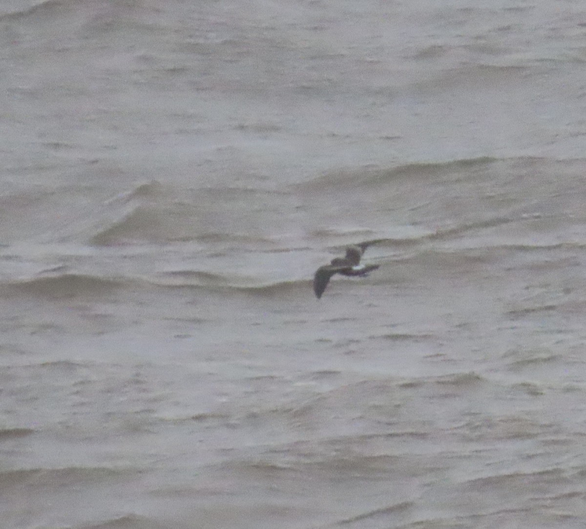 Leach's Storm-Petrel - ML626576050