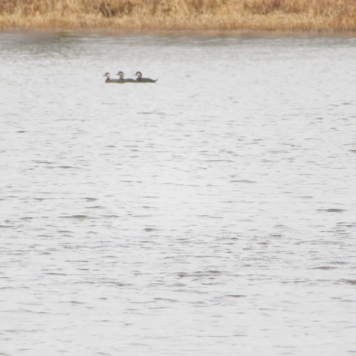 Black Scoter - ML626576115