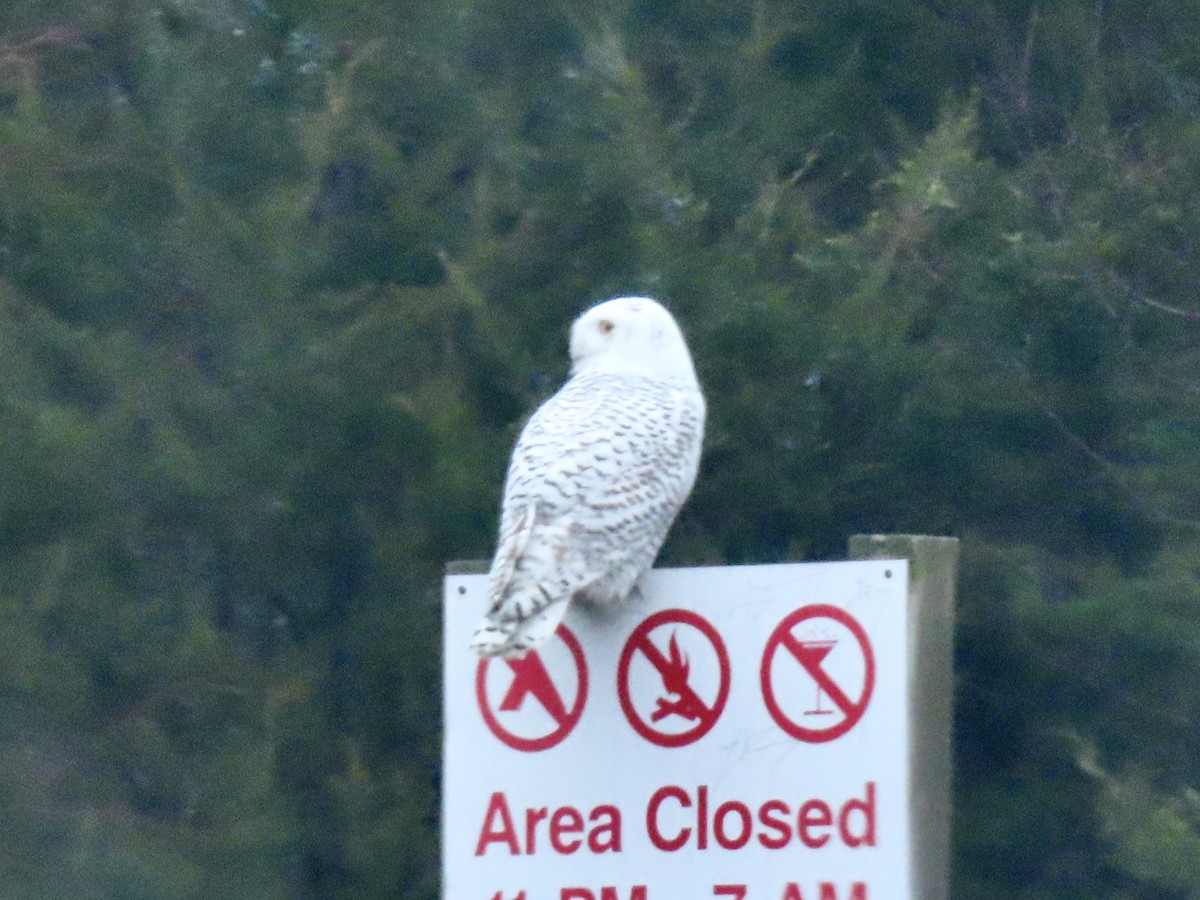 Snowy Owl - ML626576208