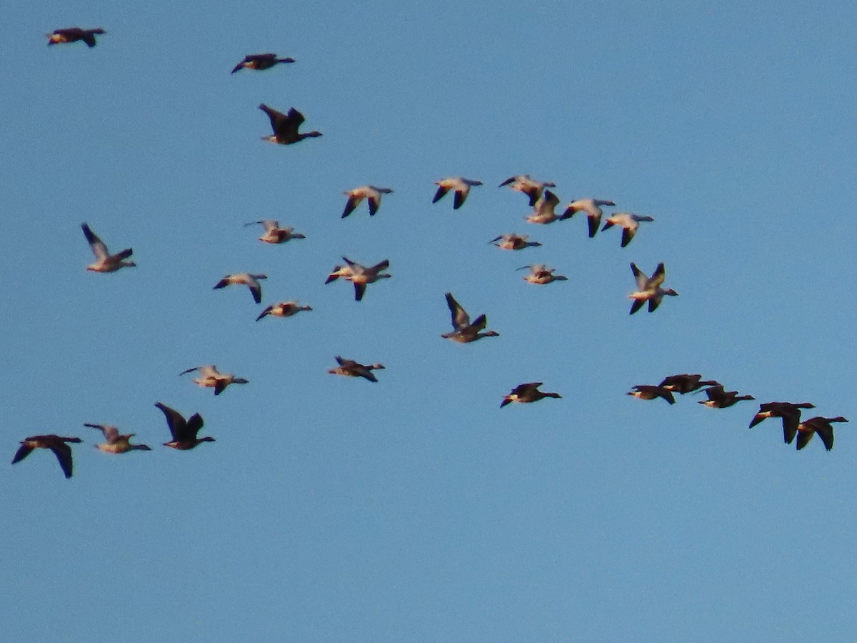 Snow Goose - ML626576258