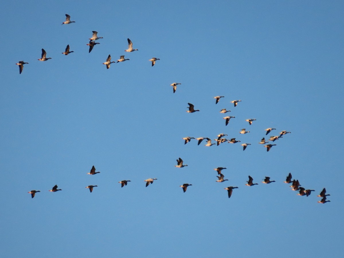 Snow Goose - ML626576259