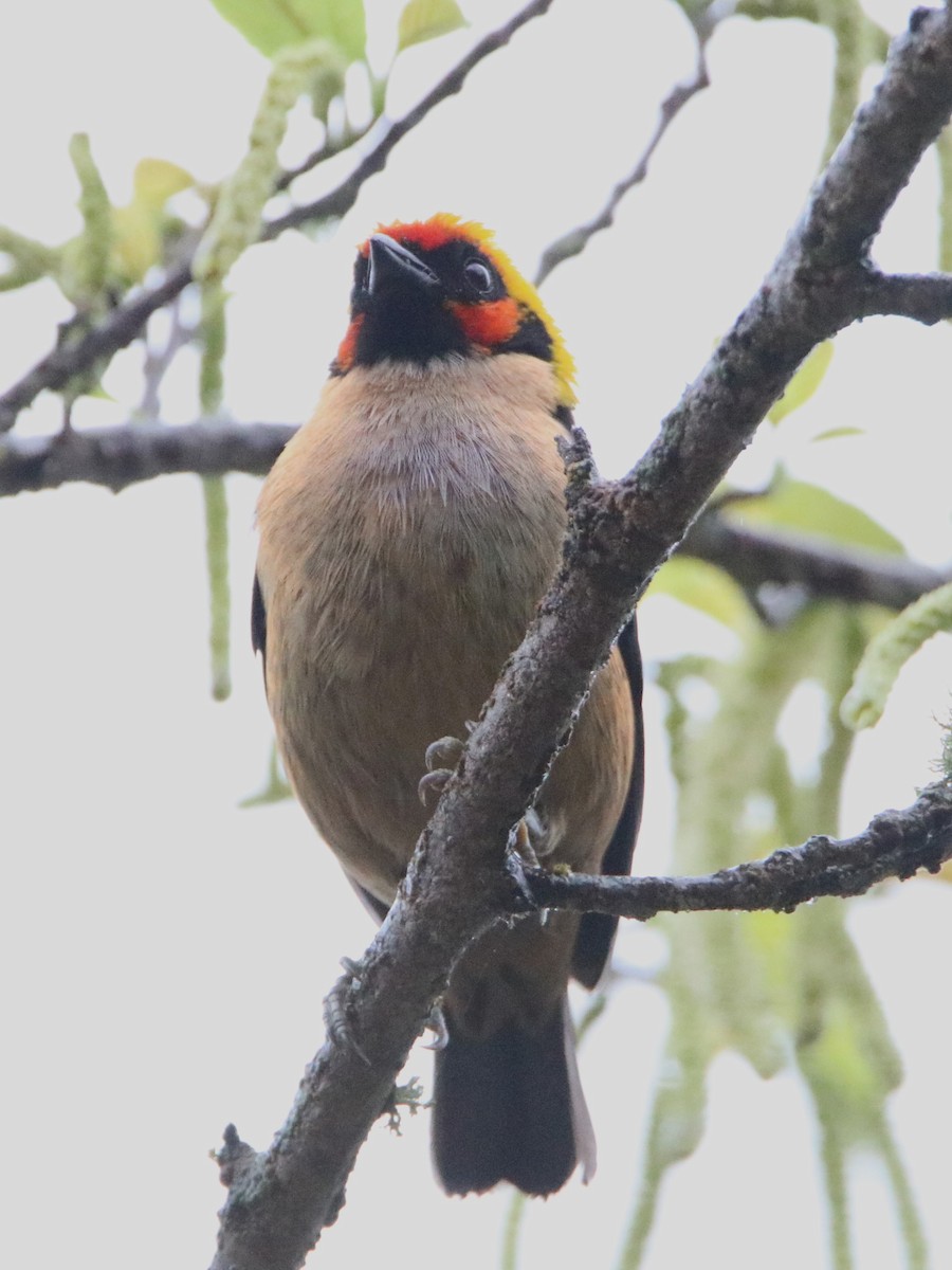 Flame-faced Tanager - ML626576297