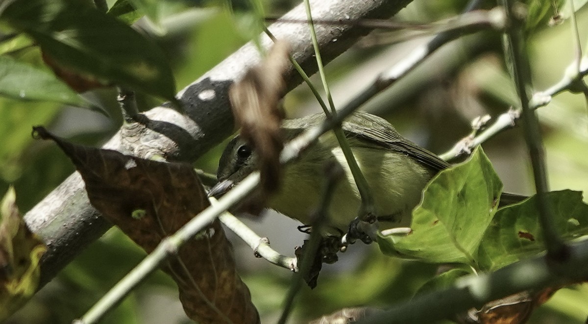 Philadelphia Vireo - ML626576319
