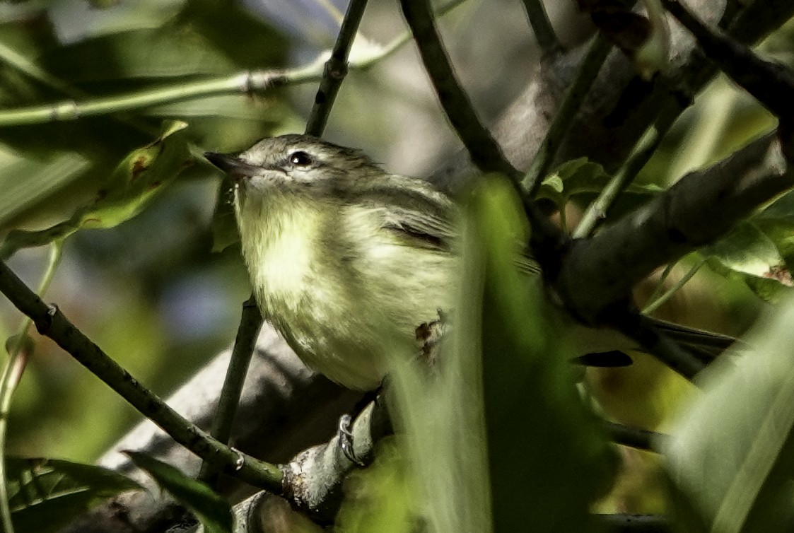 セアカモズモドキ - ML626576320