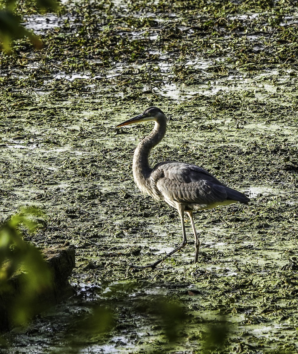Great Blue Heron - ML626576326