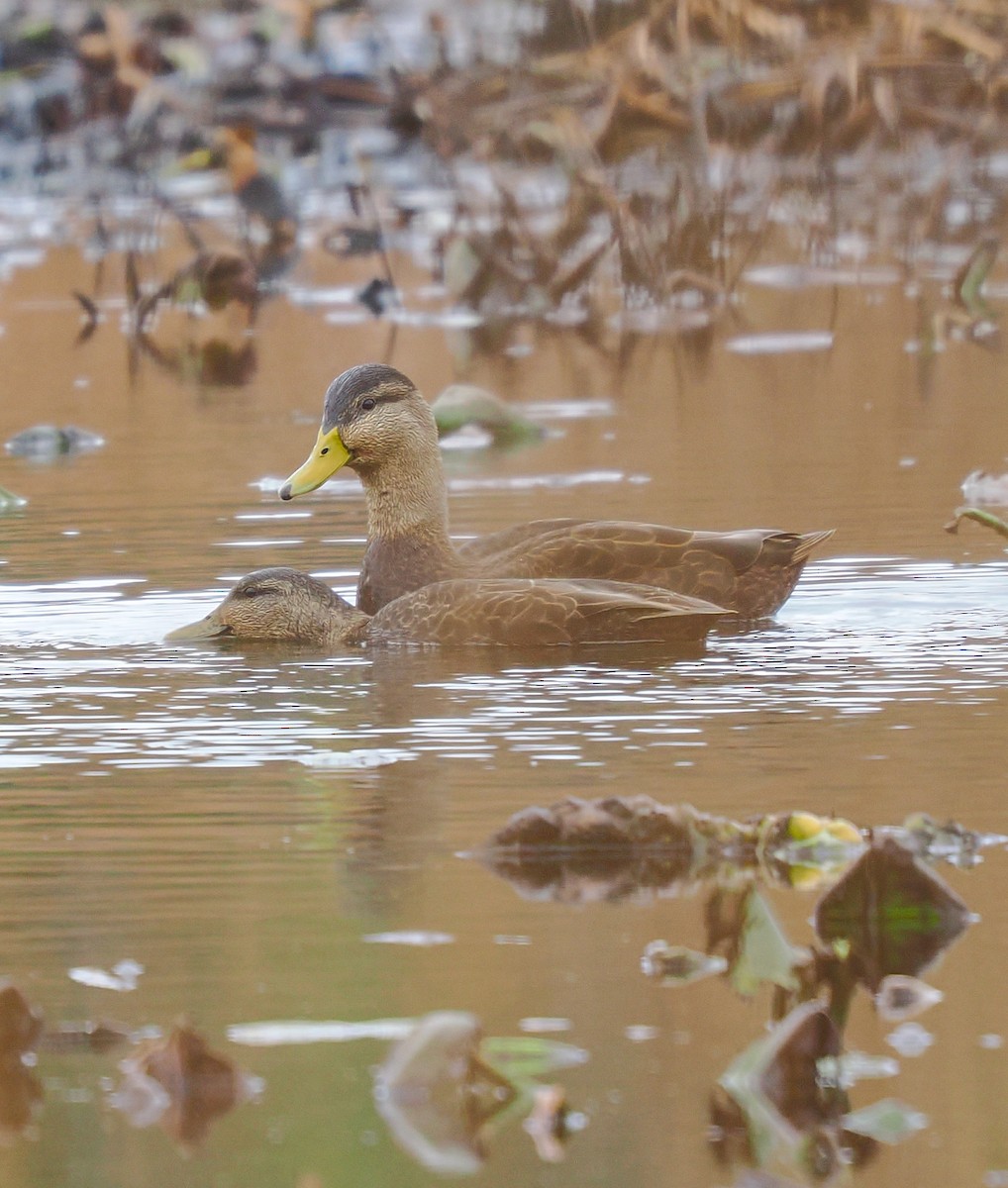 American Black Duck - ML626576343