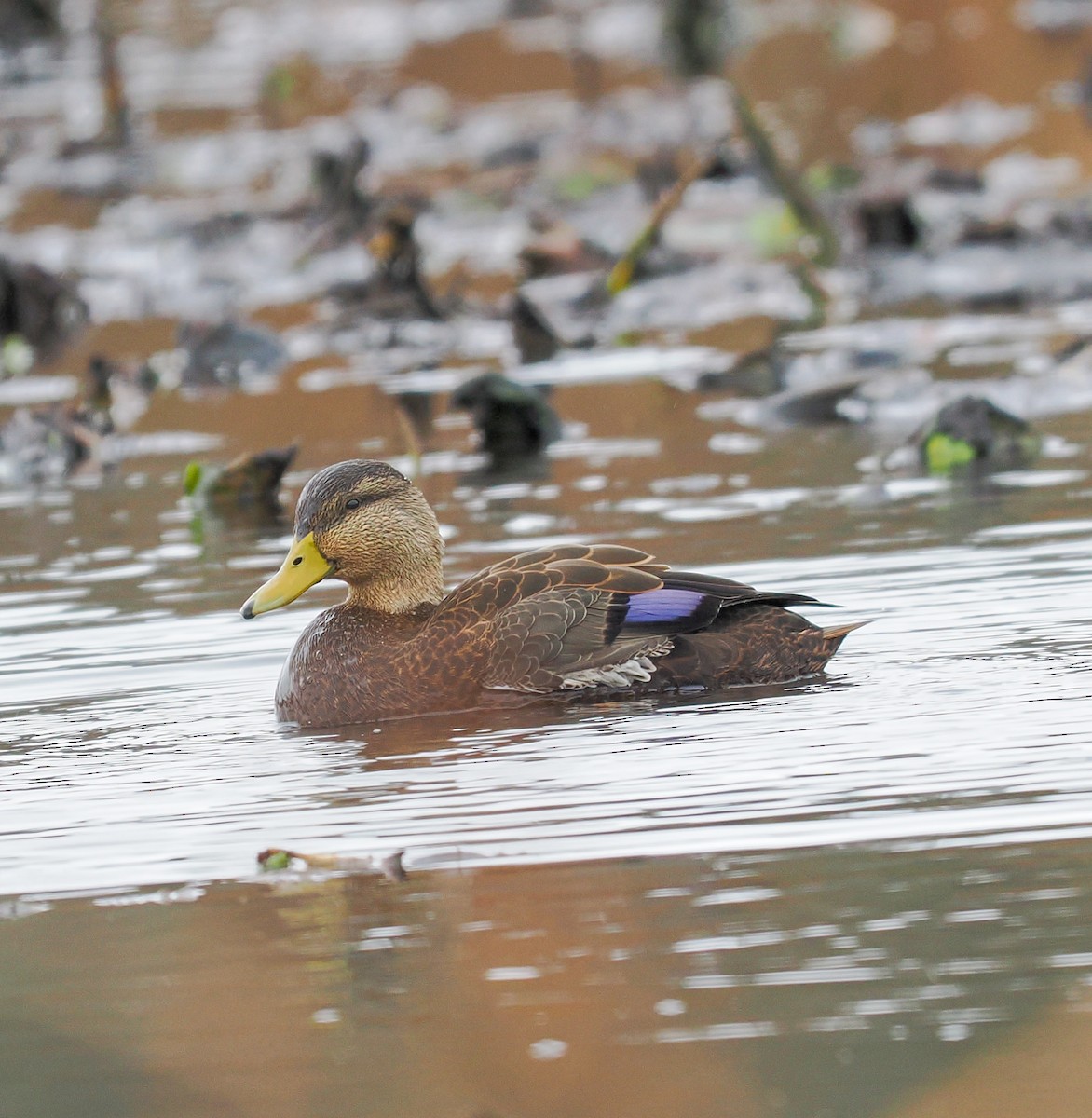 American Black Duck - ML626576344