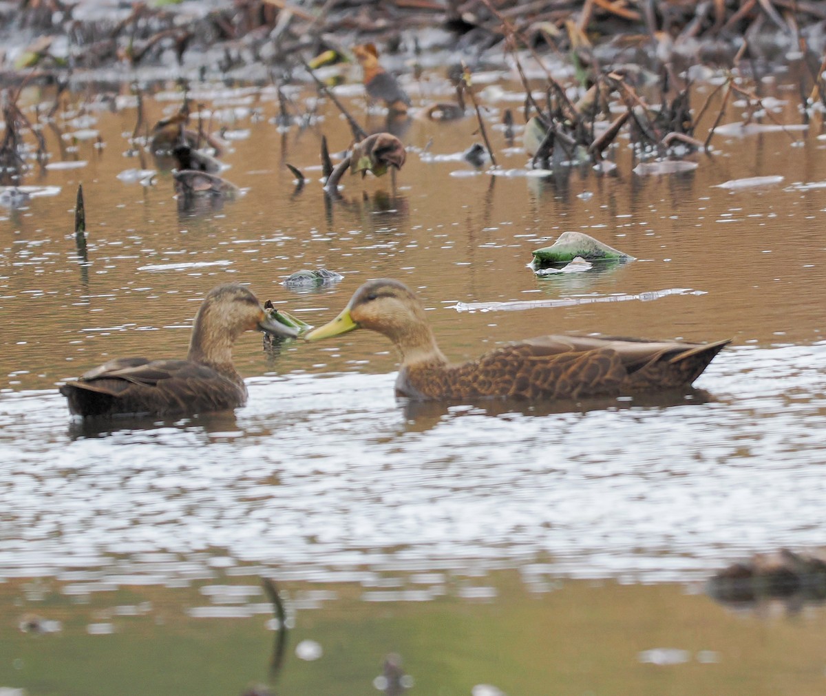 American Black Duck - ML626576345