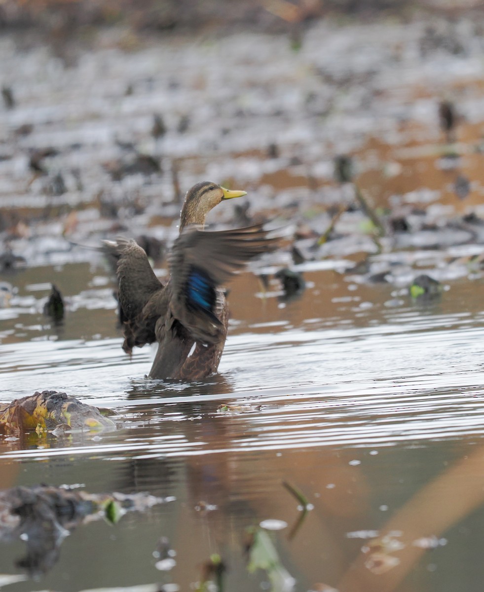 American Black Duck - ML626576346