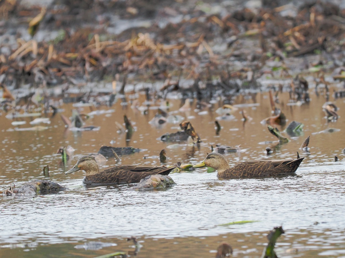 American Black Duck - ML626576357