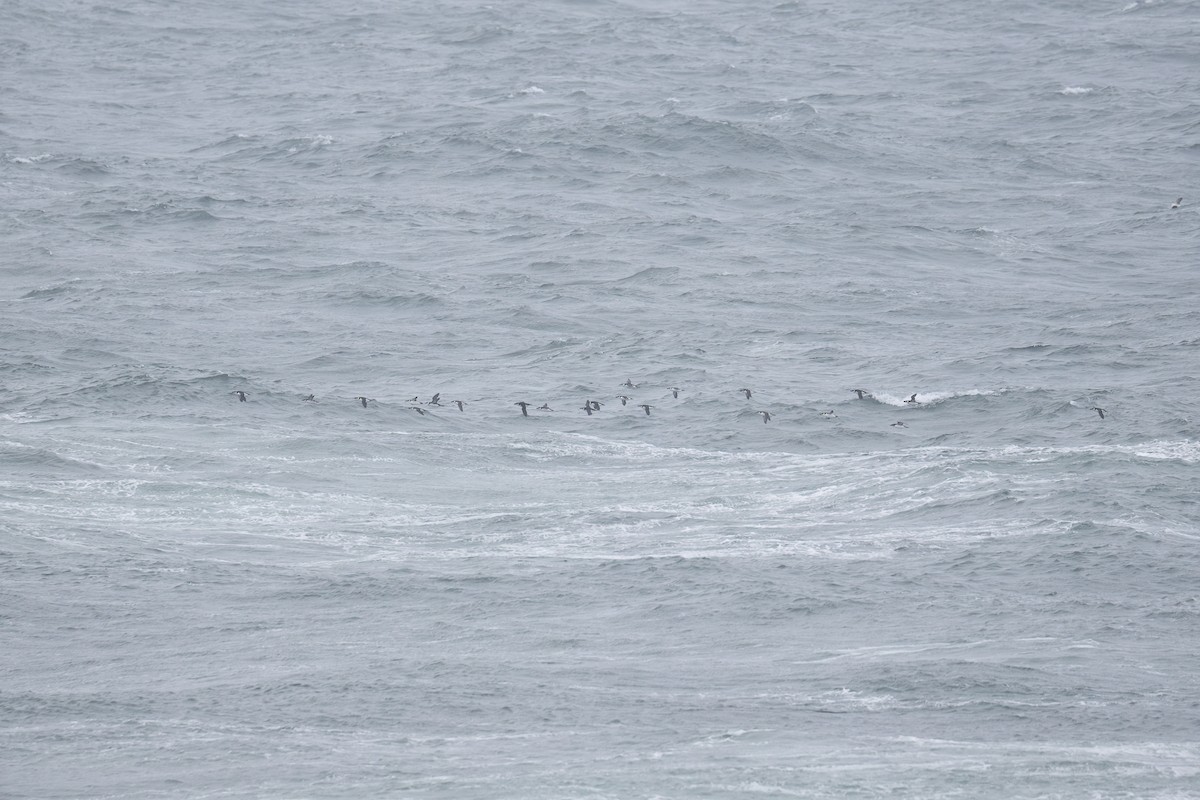 אורייה חייכנית - ML626576371