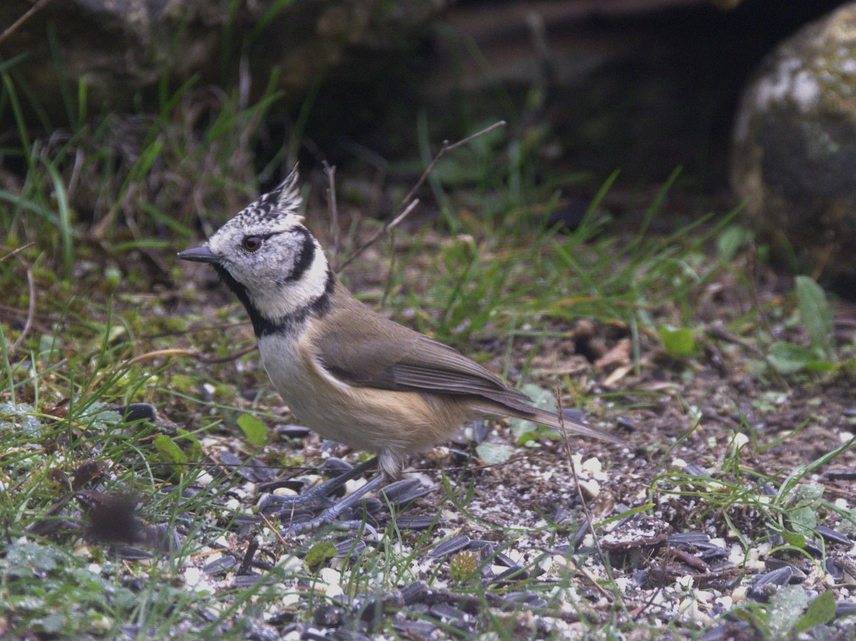 Crested Tit - ML626576625