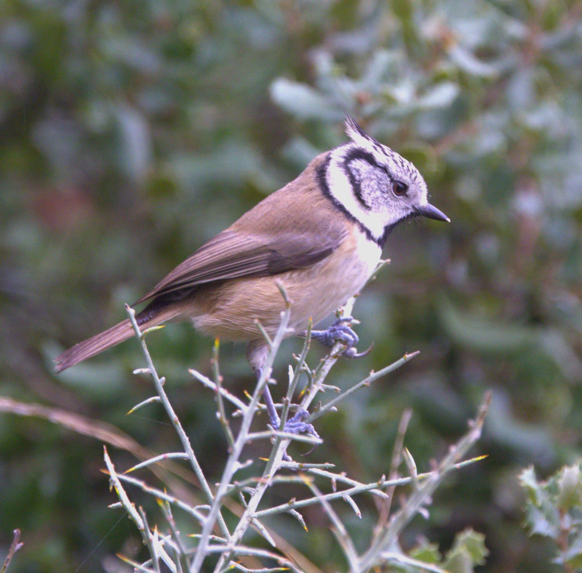 Crested Tit - ML626576634