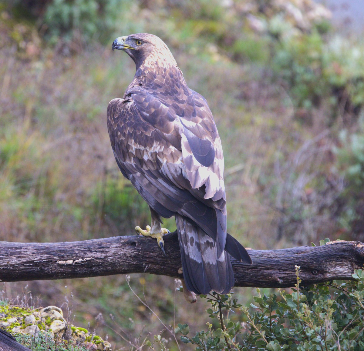 Golden Eagle - ML626576808