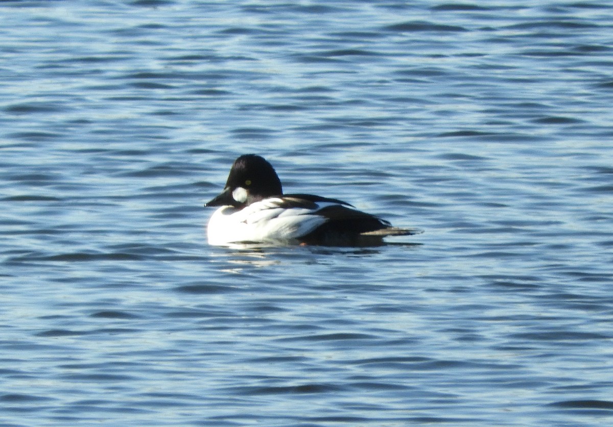 Common Goldeneye - ML626576817