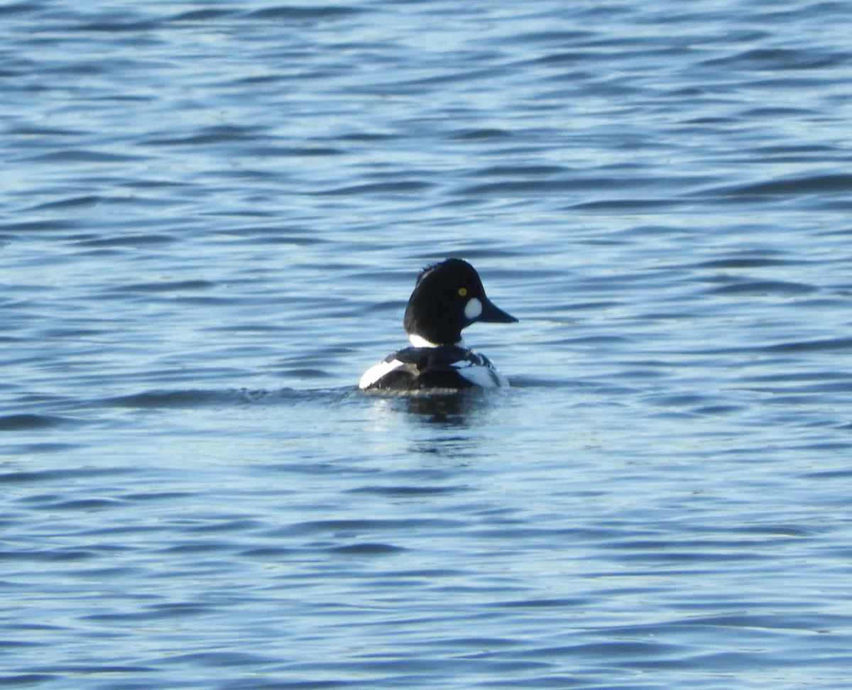 Common Goldeneye - ML626576818