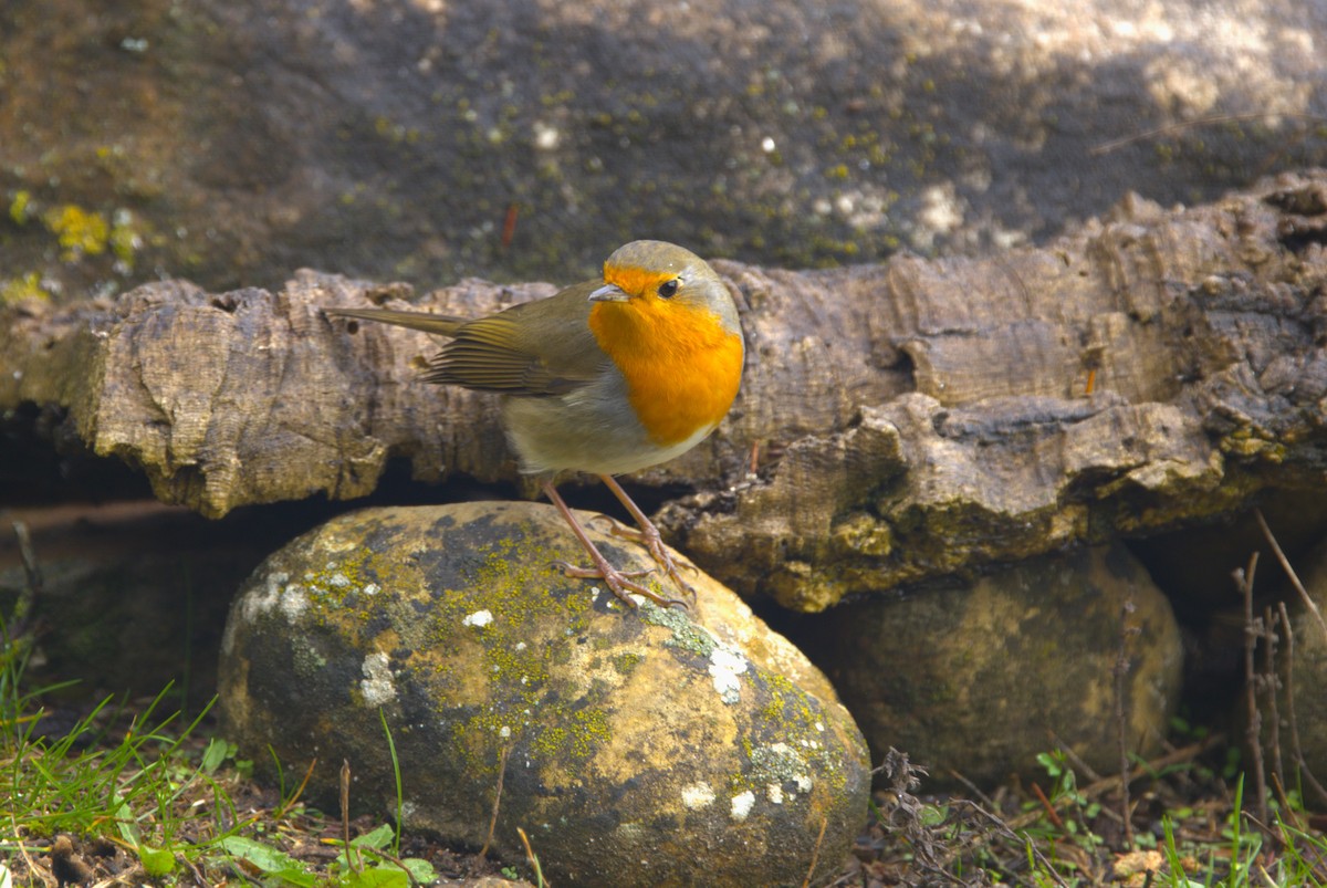 European Robin - ML626576846