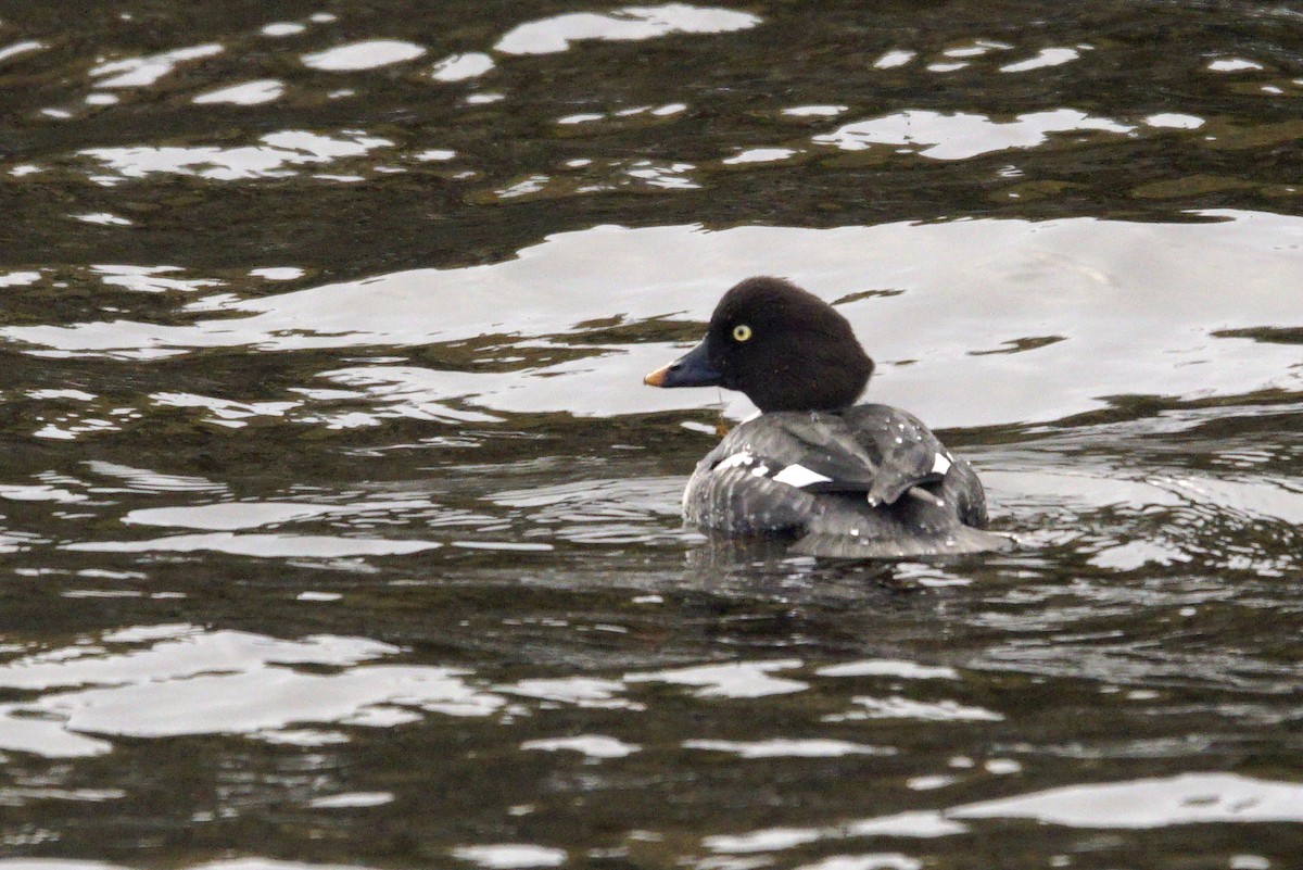 Common Goldeneye - ML626576869