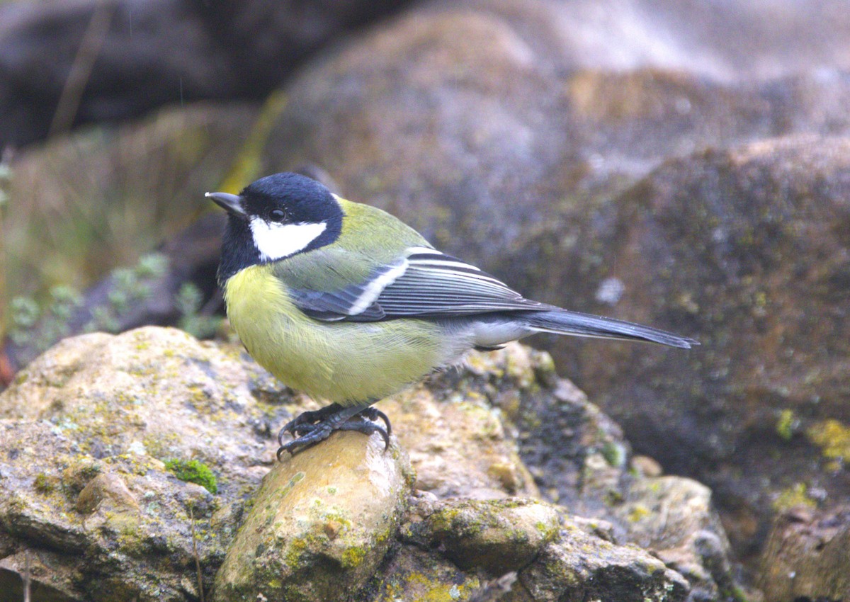 Great Tit - ML626576946