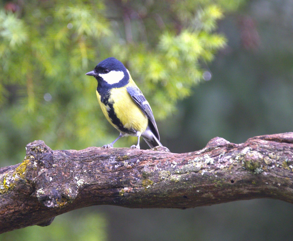 Great Tit - ML626576947