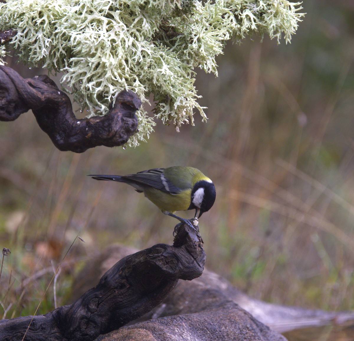 Great Tit - ML626576948