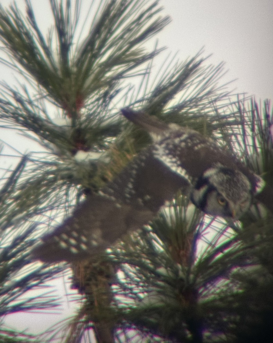 Northern Hawk Owl - ML626577024