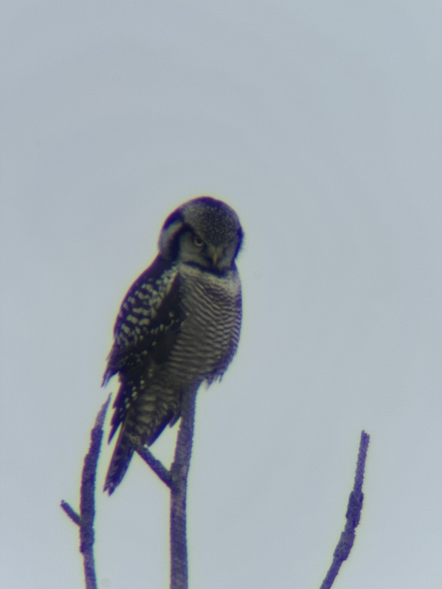 Northern Hawk Owl - ML626577025