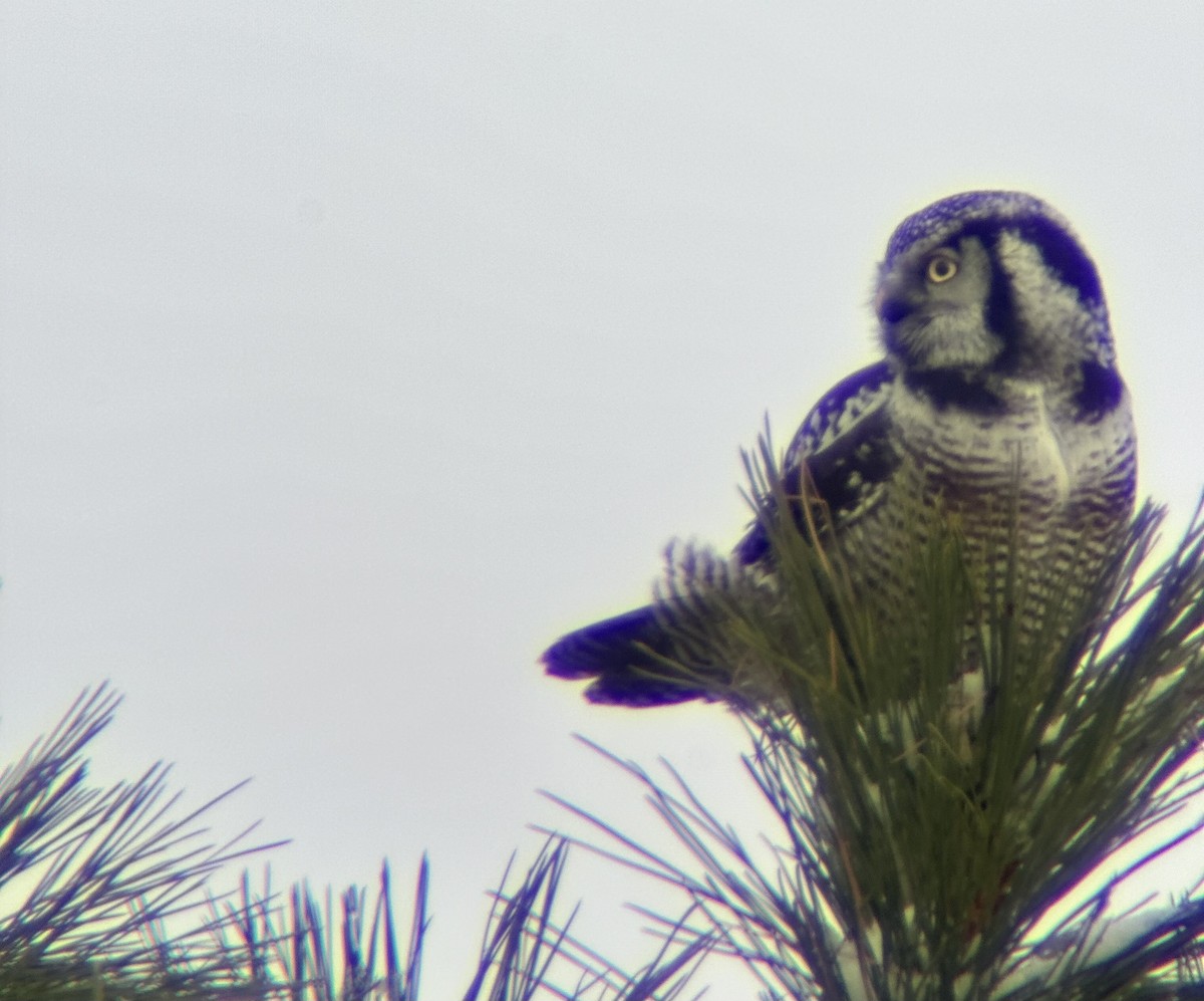 Northern Hawk Owl - ML626577026