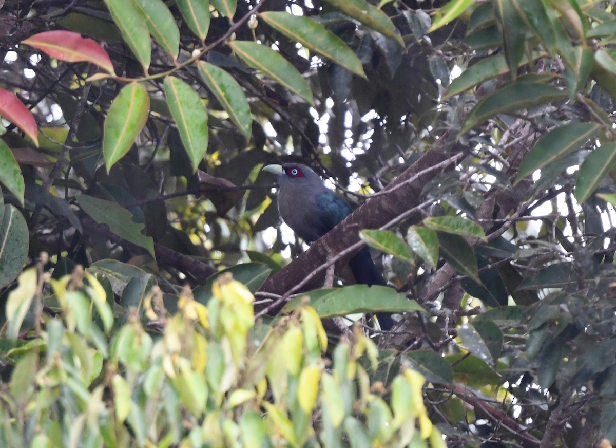 Black-bellied Malkoha - ML626577118