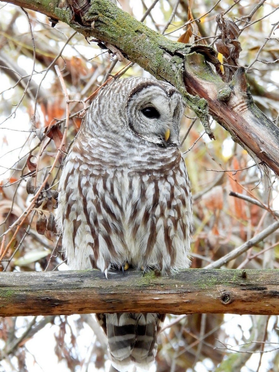 Barred Owl - ML626577187