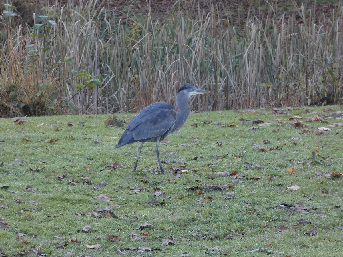 Great Blue Heron - ML626577207