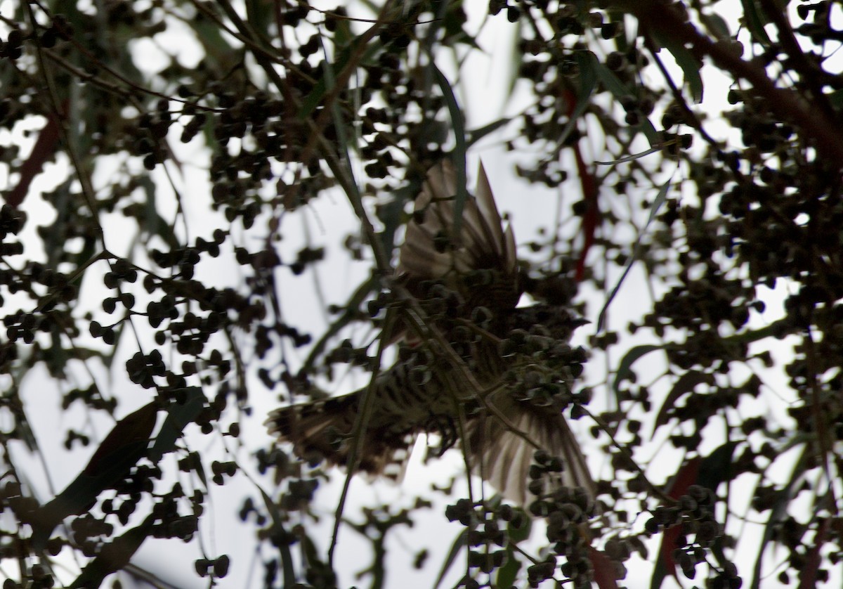 Shining Bronze-Cuckoo - ML626577245