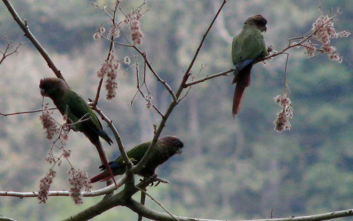 Red-eared Parakeet - ML626577248