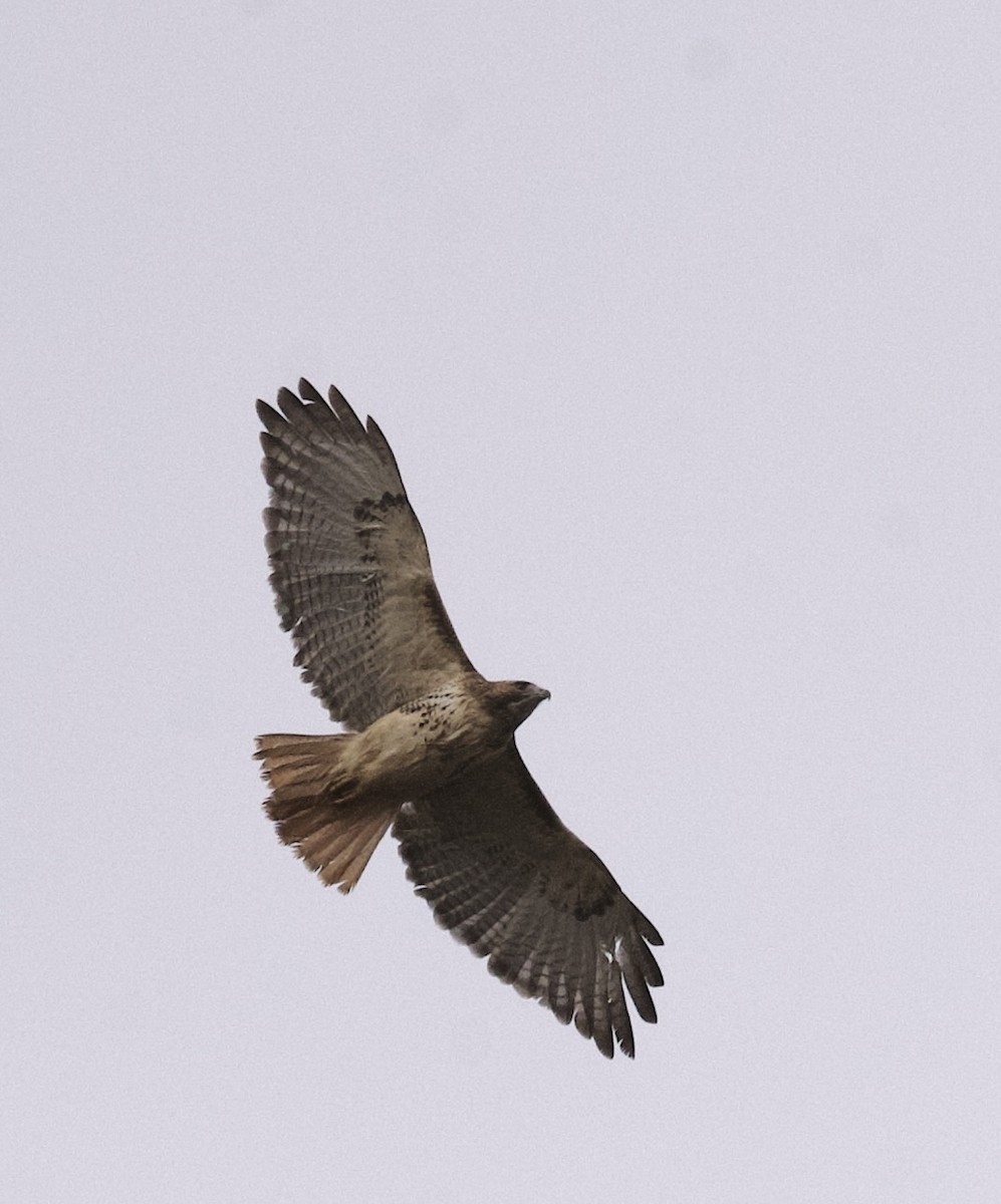 Red-tailed Hawk - ML626577319