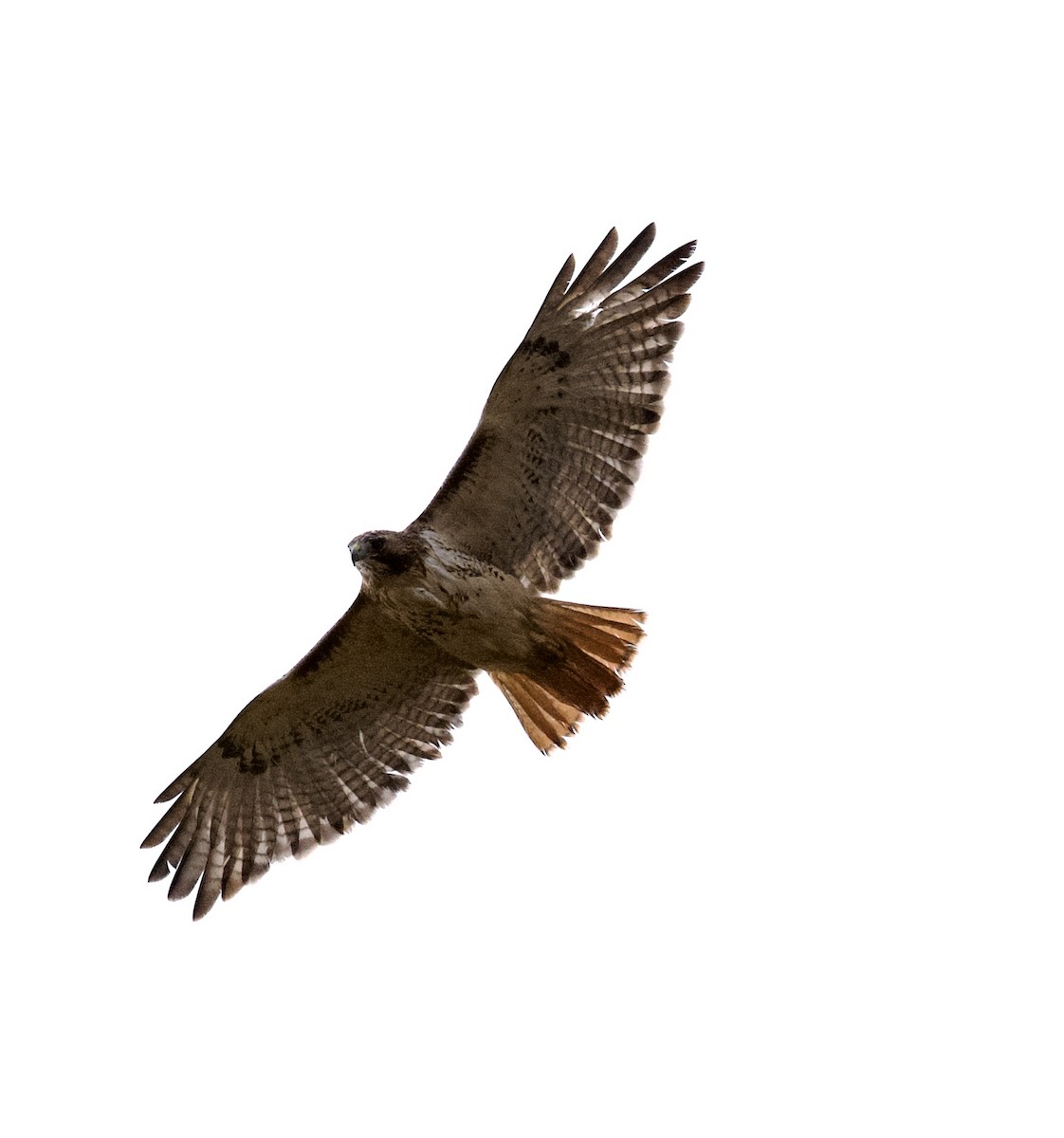 Red-tailed Hawk - ML626577323