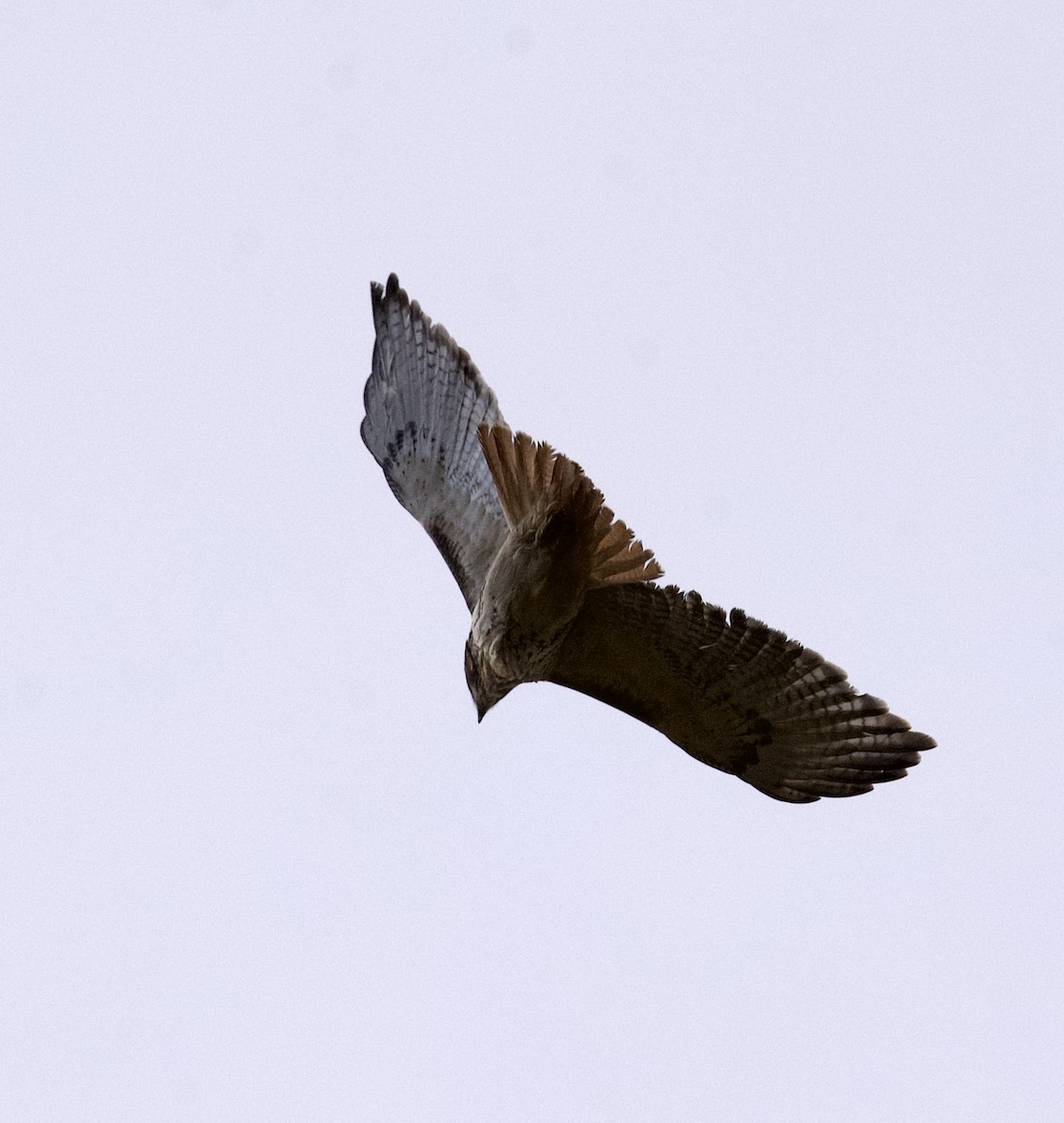 Red-tailed Hawk - ML626577326