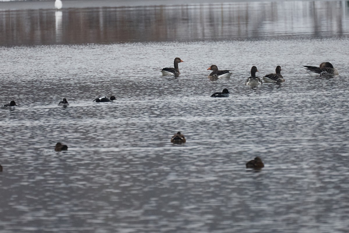 Common Goldeneye - ML626577363