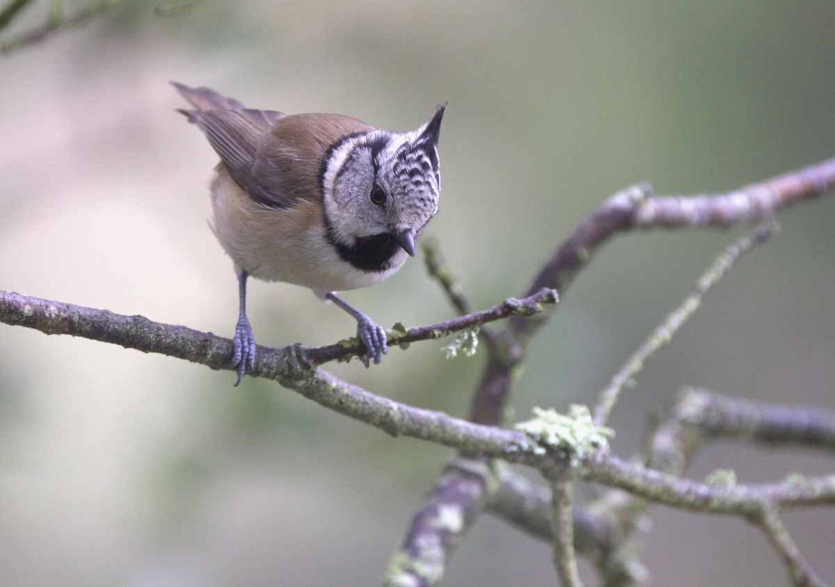 Crested Tit - ML626577367