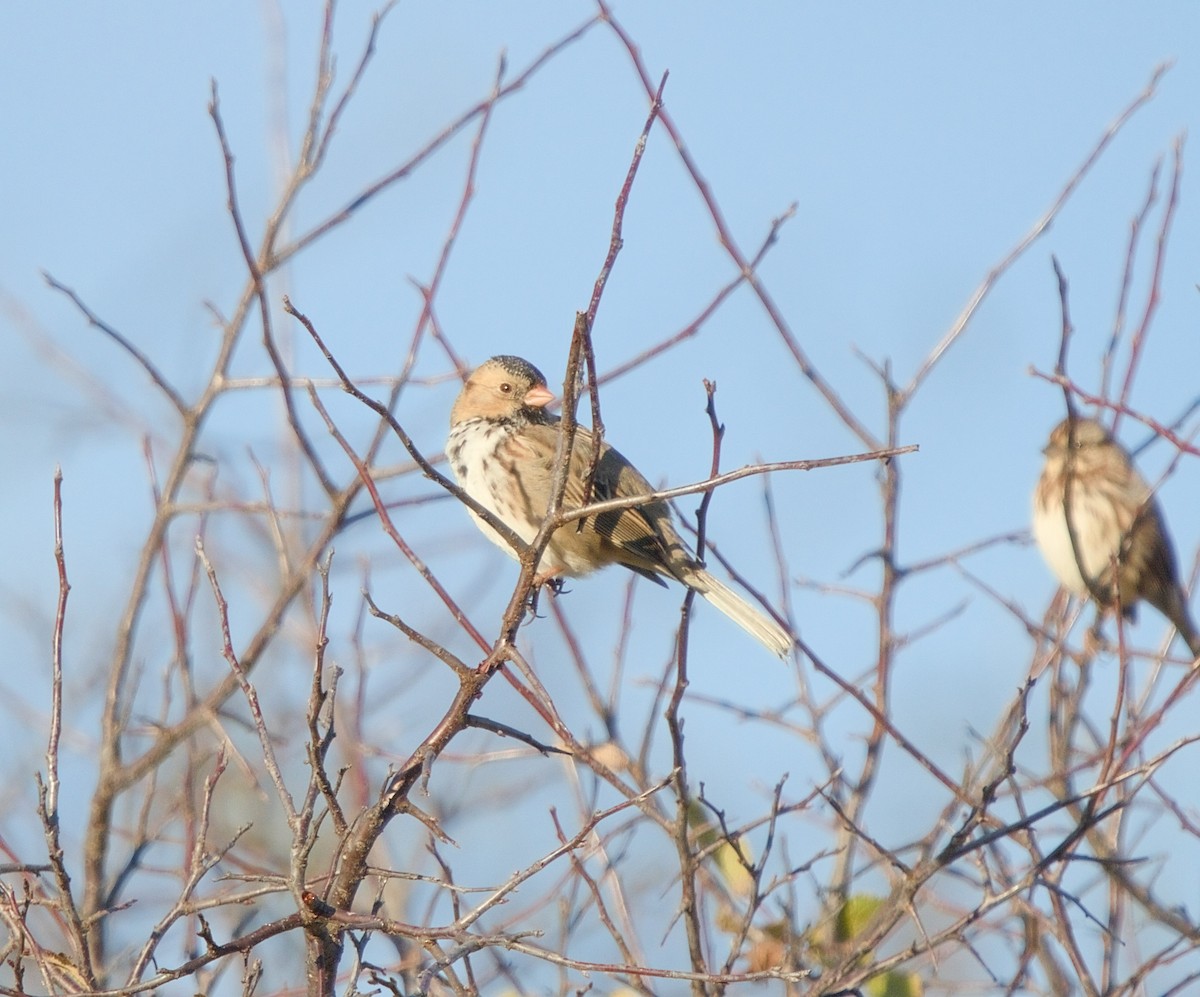 Harris's Sparrow - ML626577482