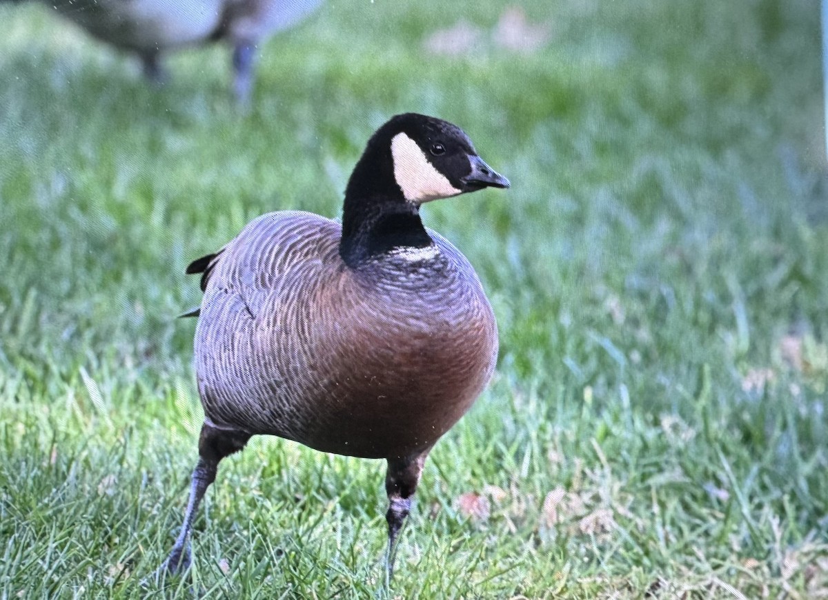 Cackling Goose (minima) - ML626577528