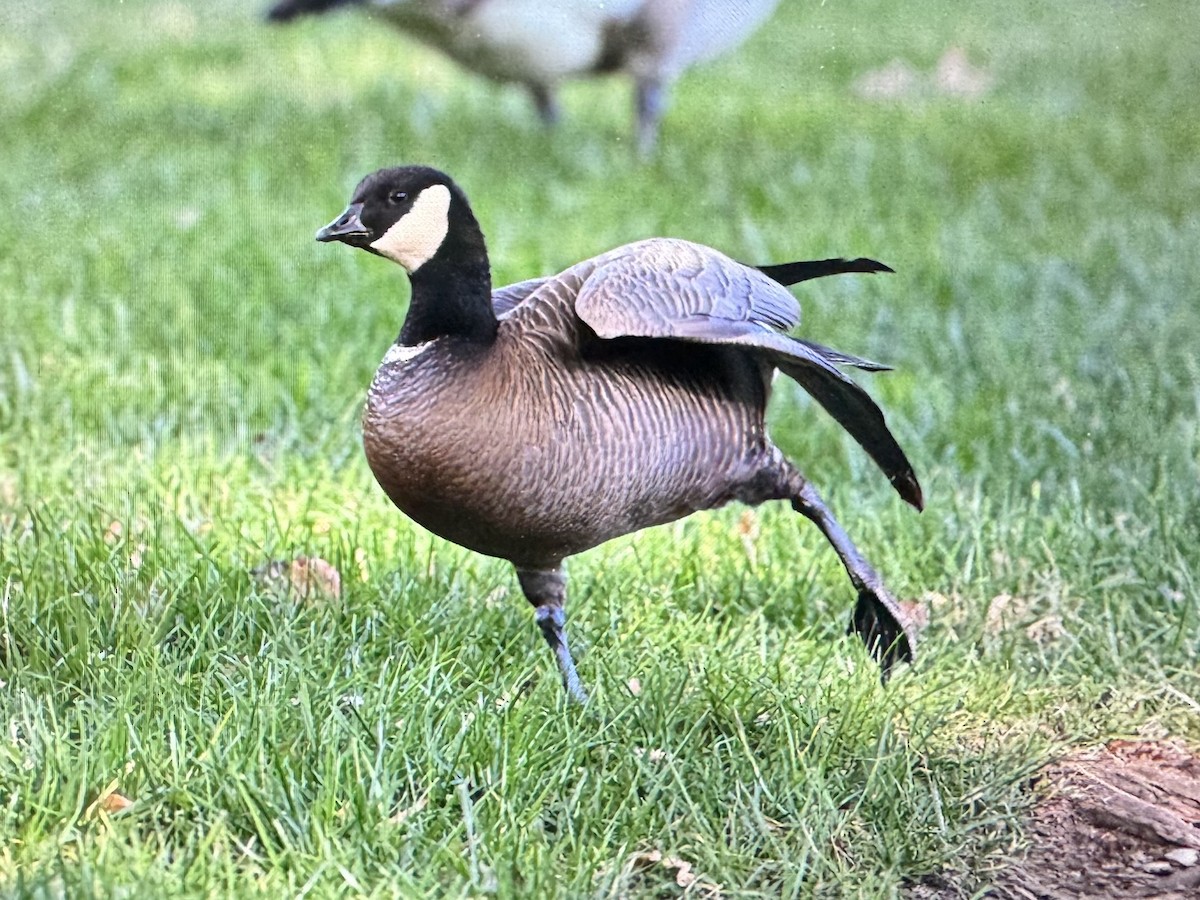 Cackling Goose (minima) - ML626577529