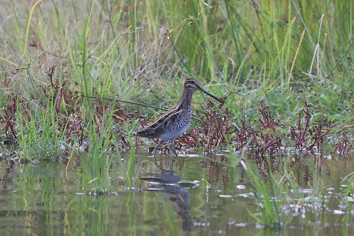 Common/Wilson's Snipe - ML626577533