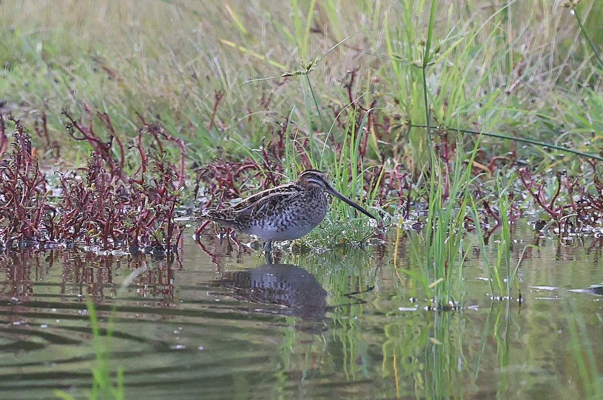 Common/Wilson's Snipe - ML626577534