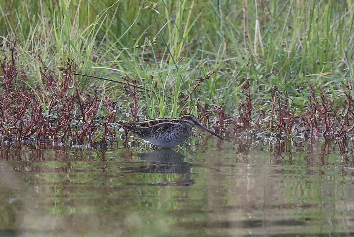 Common/Wilson's Snipe - ML626577535