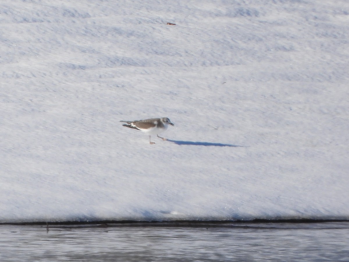 Sabine's Gull - ML626577636