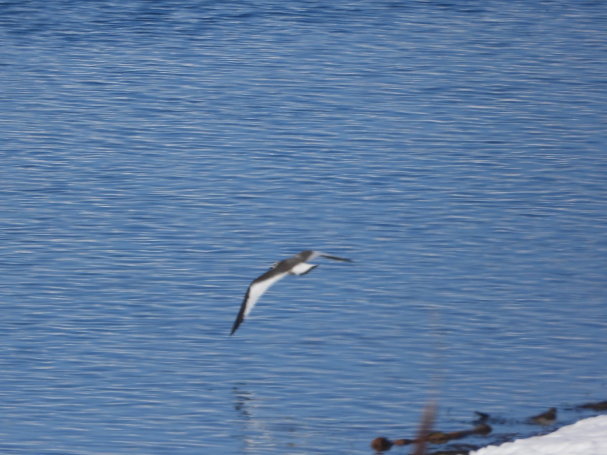 Sabine's Gull - ML626577644