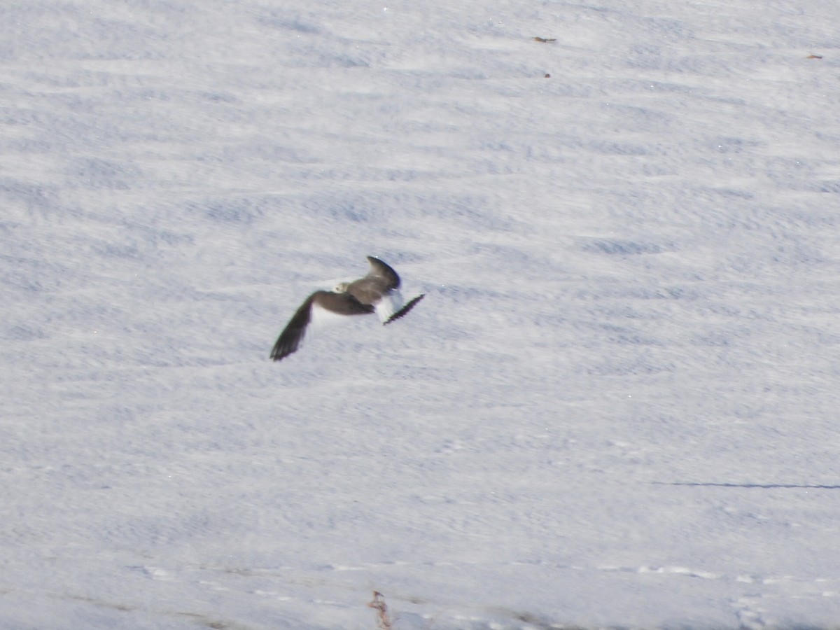 Sabine's Gull - ML626577649